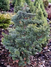 Chamaecyparis obtusa 'Split Rock' 